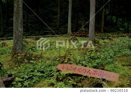 Scenery of Takagi Village Japanese primrose Scenery of Takagi Village Japanese primrose 90210510