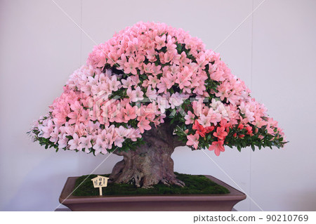 小月的盆景 90210769