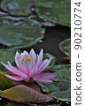 睡蓮一個輪子 90210774