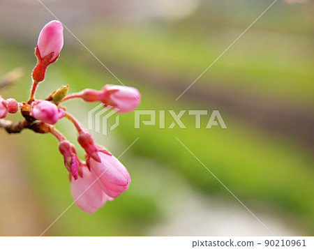 Sogawa cherry blossom bud up and copy space 90210961
