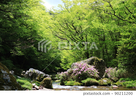 Fresh green Oda Miyama valley 90211200