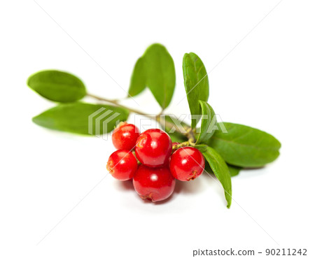 Lingonberry with green leaves on white background 90211242