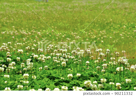 白三葉草盛開時春天的形象 三葉草草甸 90211332