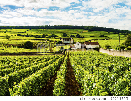 Stunning vineyards growing in a lush hilly landscape, Burgundy, France Stunning vineyards growing in a lush hilly landscape, Burgundy, France 90211735