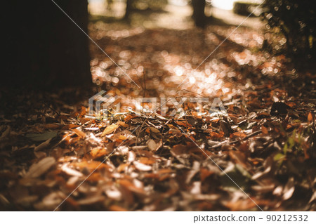 落葉 落葉 90212532