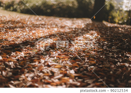 枯葉 枯葉 90212534