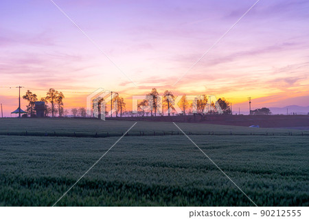 藍色大麥領域 藍色大麥領域 90212555