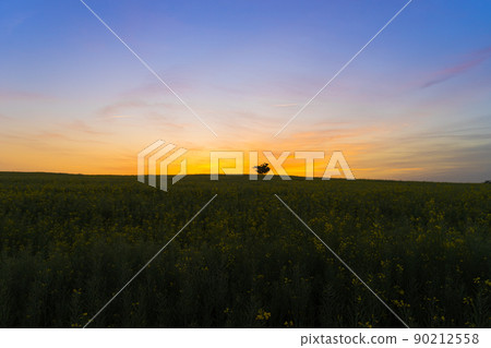 油菜田 油菜田 90212558