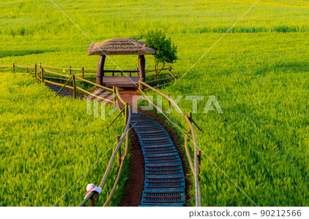 Blue barley field Blue barley field 90212566