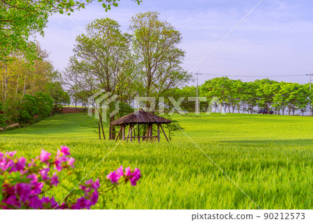 藍色大麥領域 藍色大麥領域 90212573