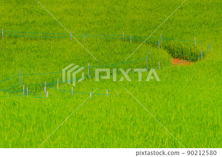 藍色大麥領域 藍色大麥領域 90212580