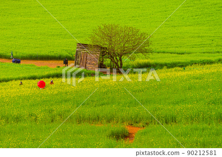 藍色大麥領域 藍色大麥領域 90212581