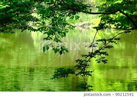 Fresh green river surface Fresh green river surface 90212591