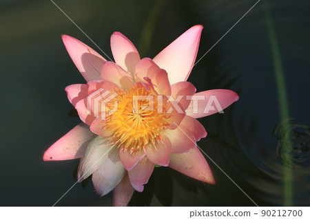 睡蓮花熱帶睡蓮 睡蓮花熱帶睡蓮 90212700