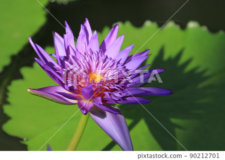 睡蓮花熱帶睡蓮 90212701