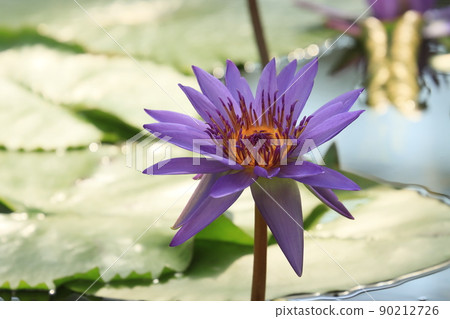 睡蓮花熱帶睡蓮 90212726