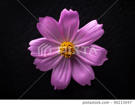 One flower on a black background. Closeup. One flower on a black background. Closeup. 90213047