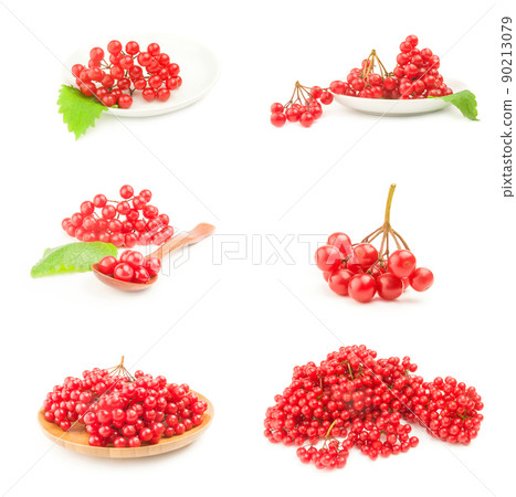 Set of branch ripe viburnum 90213079