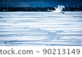 Swan flying over Lake Kussharo 90213149