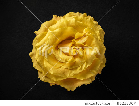 Beautiful flower on black background. For design. Nature. Beautiful flower on black background. For design. Nature. 90213307