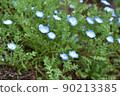 Spring plants | Nemophila and bees 90213385