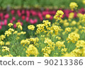 Spring plants | Rape blossoms 90213386
