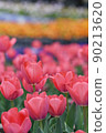 Spring plants | Tulip flowerbeds 90213620
