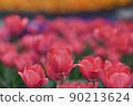Spring plants | Tulip flowerbeds 90213624