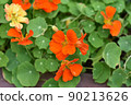 Spring plants | Nasturtium 90213626