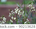 Spring plants | Arugula flowers 90213628