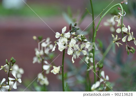 Spring plants | Arugula flowers Spring plants | Arugula flowers 90213628