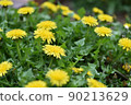 Spring plants | Dandelion flowers 90213629