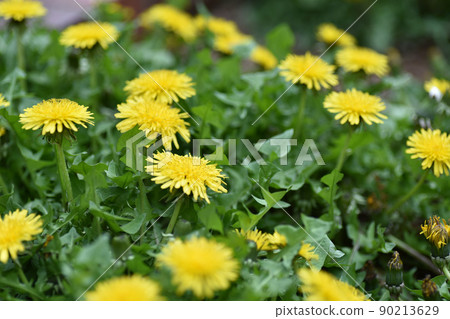 Spring plants | Dandelion flowers 90213629