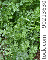 Plants | Italian parsley 90213630