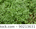 Plants | Chervil 90213631