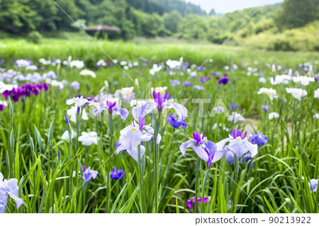 神樂女士的虹膜 90213922