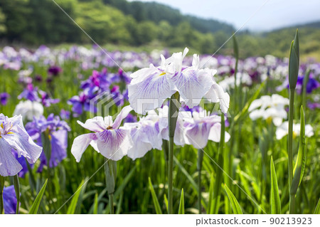 神樂女士的虹膜 神樂女士的虹膜 90213923