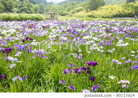 神樂女士的虹膜 神樂女士的虹膜 90213924