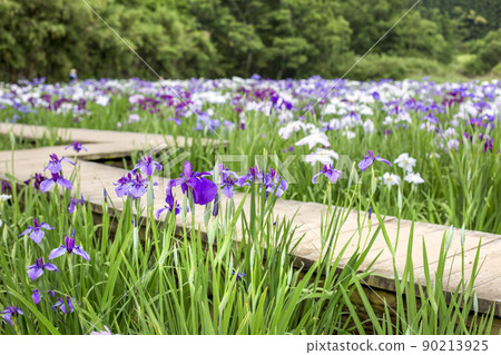 神樂女士的虹膜 90213925