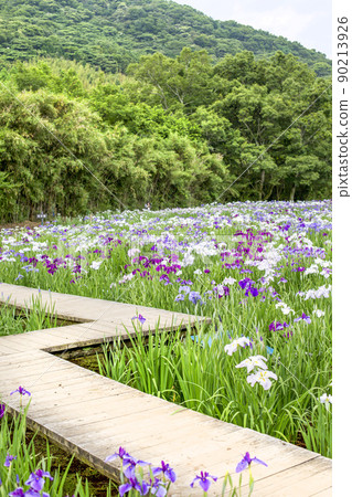 神樂女士的虹膜 神樂女士的虹膜 90213926