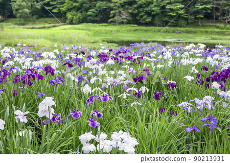 神樂女士的虹膜 神樂女士的虹膜 90213931