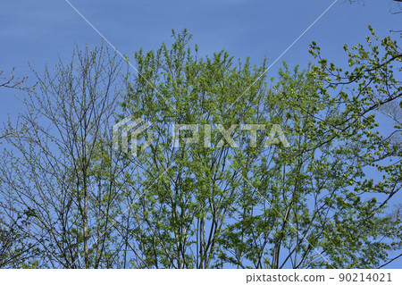 Spring fresh green of Nopporo primeval forest 90214021