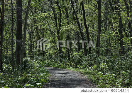 Scenery of Nopporo primeval forest walking course 90214244