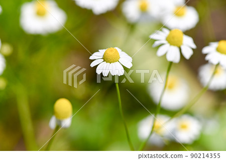 德國洋甘菊 90214355