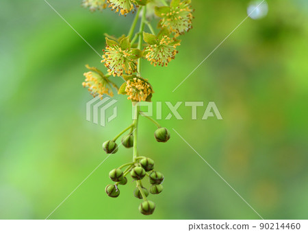 艾德西亞花 艾德西亞花 90214460