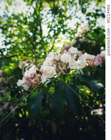 Flowers Flowers 90214468