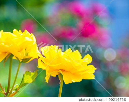 Rose flower Henry Fonda 90214738