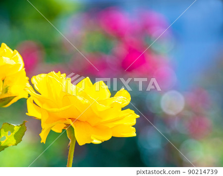 Rose flower Henry Fonda 90214739