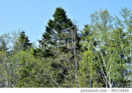 Spring fresh green of Nopporo primeval forest Spring fresh green of Nopporo primeval forest 90214808