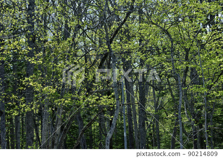 Spring fresh green of Nopporo primeval forest Spring fresh green of Nopporo primeval forest 90214809